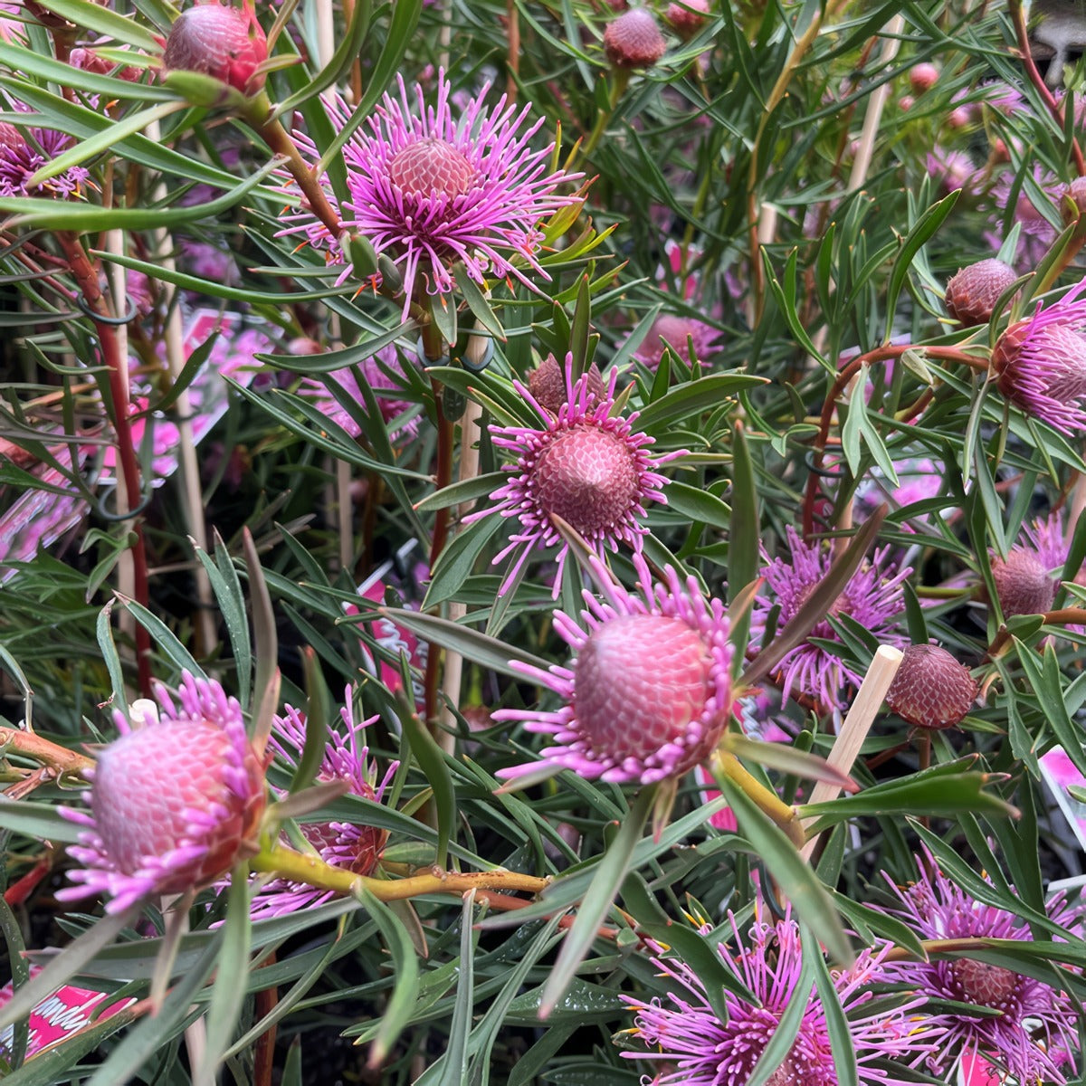 Isopogon Candy Cones - Garden Express Australia