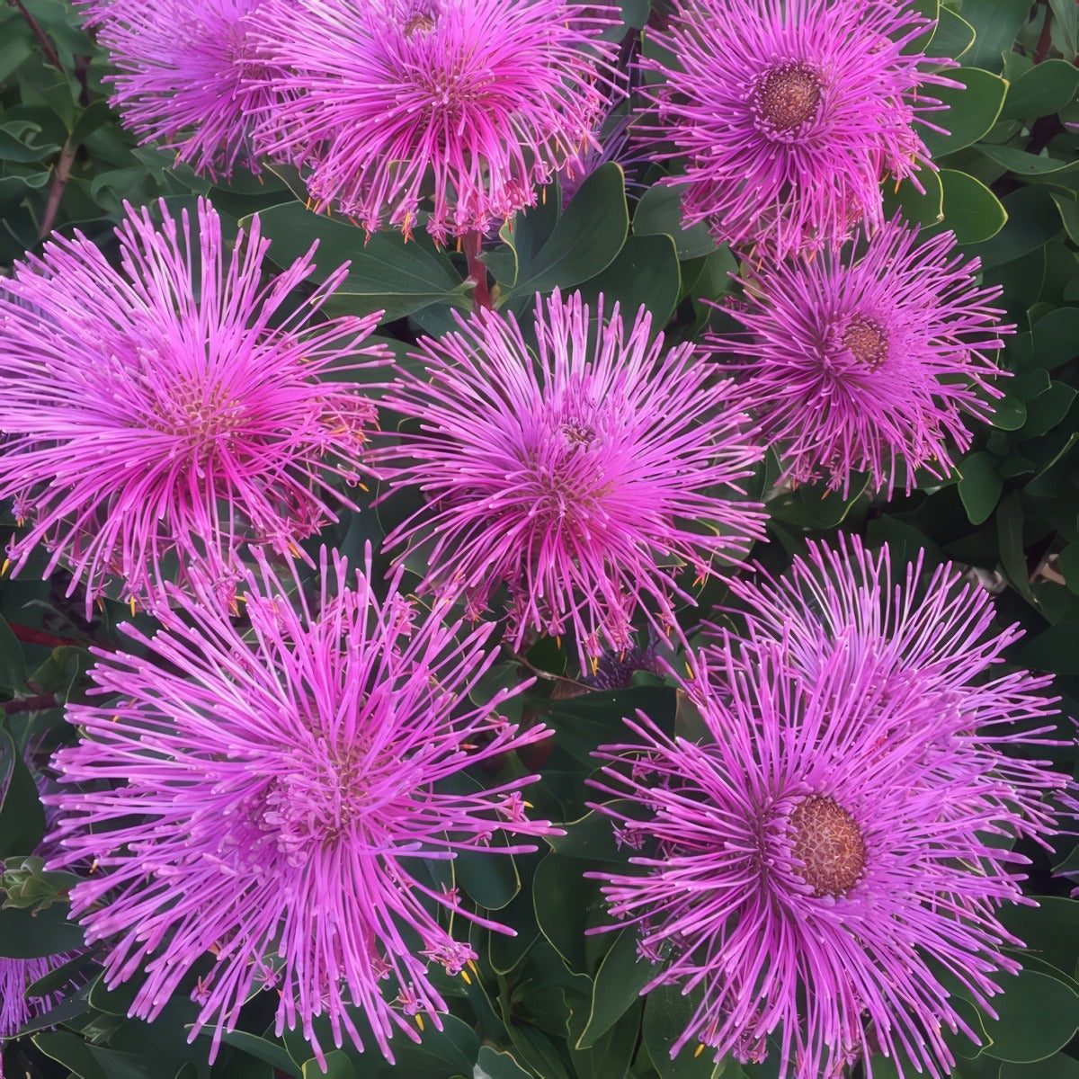 Isopogon Dazzler 1 - Garden Express Australia