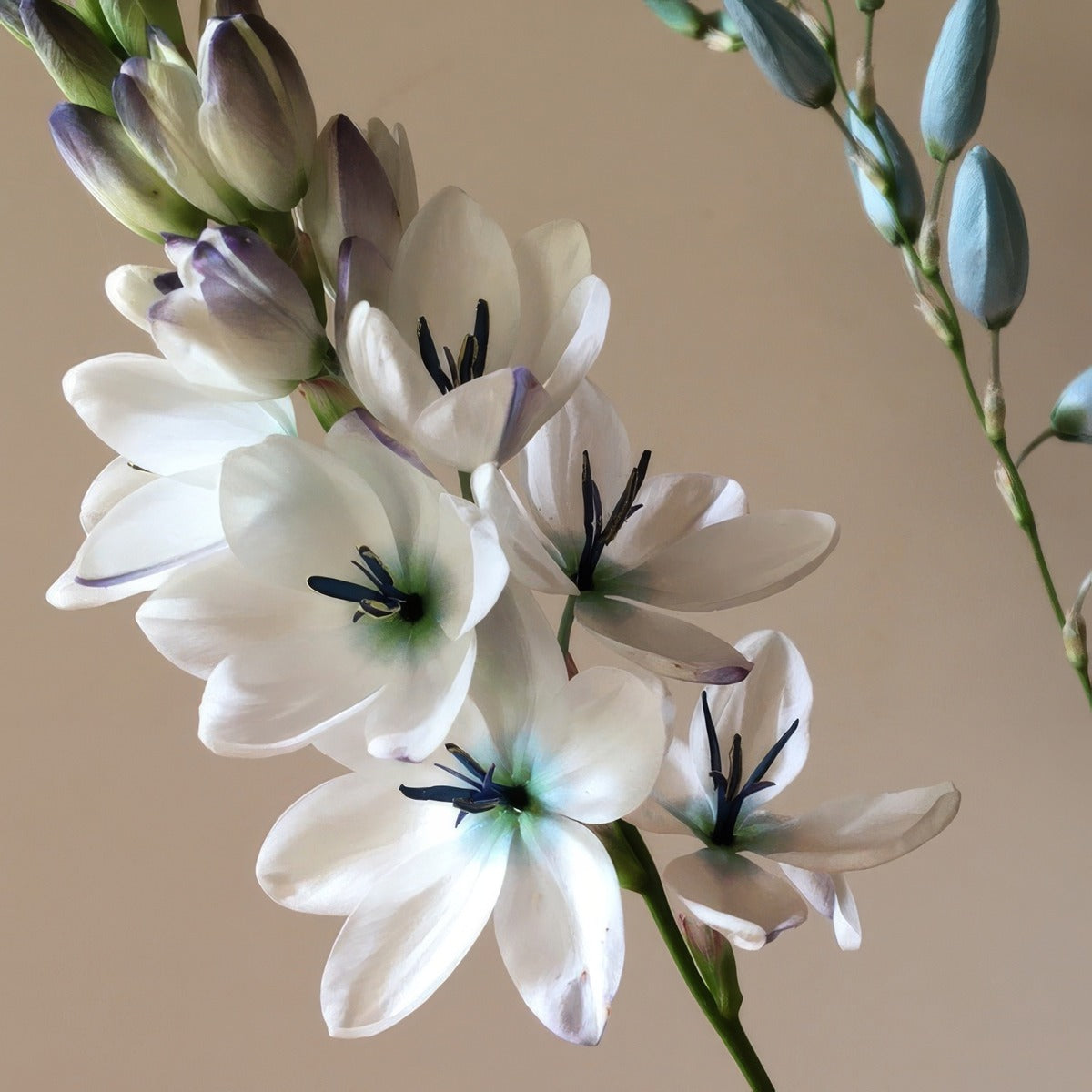 Ixia Green Eyed Lady Pkixigel - Garden Express Australia