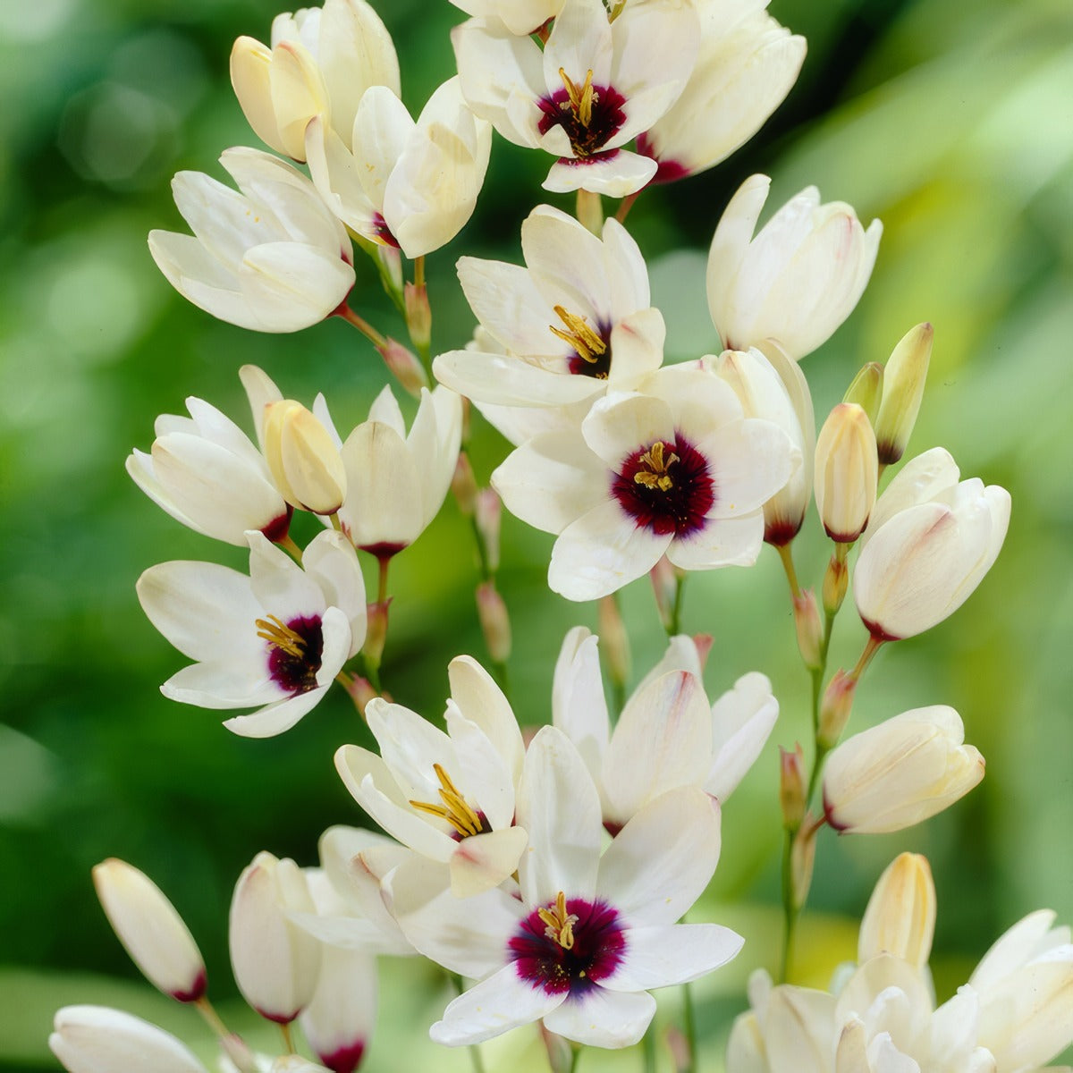 Ixia Marquette Pkiximar - Garden Express Australia