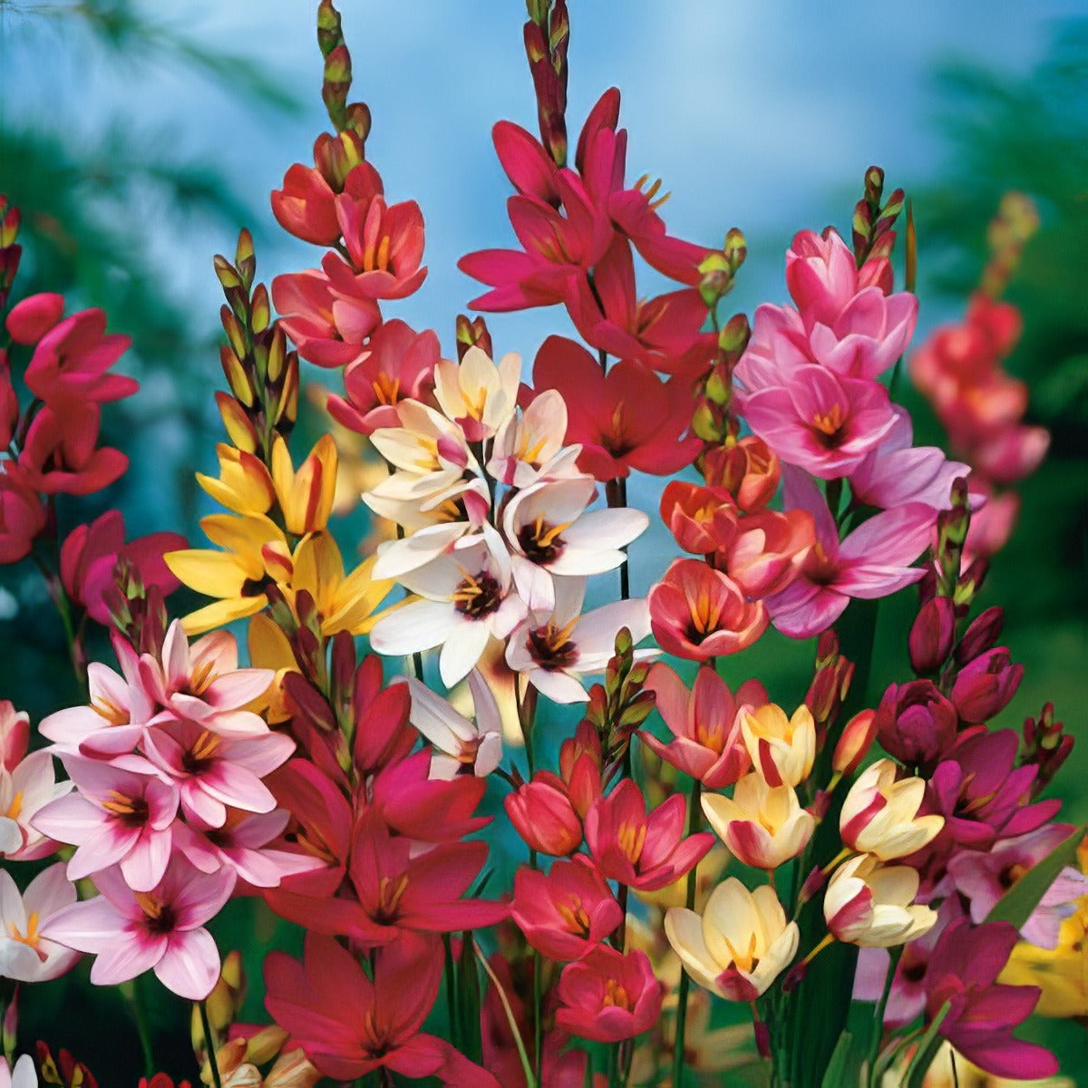 Ixia Mixed 2025 Pkiximxd - Garden Express Australia