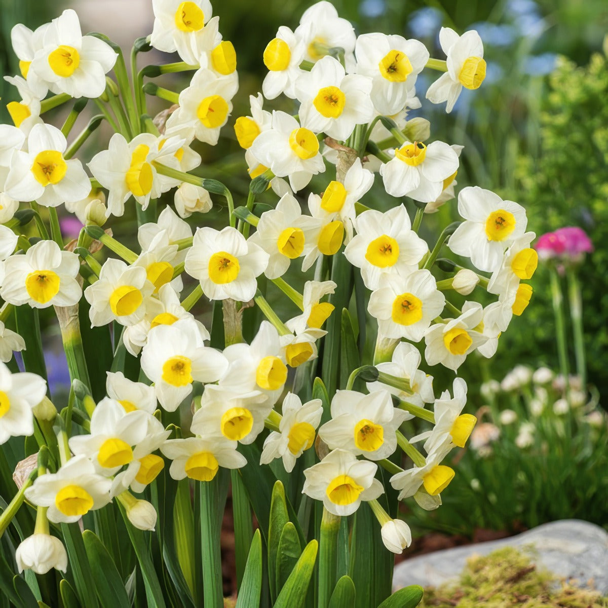 Jonquil Avalanche Pkjonava - Garden Express Australia