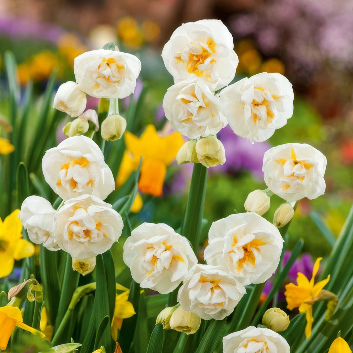 Jonquil Bridal Crown Pkjonbcr 2026 - Garden Express Australia