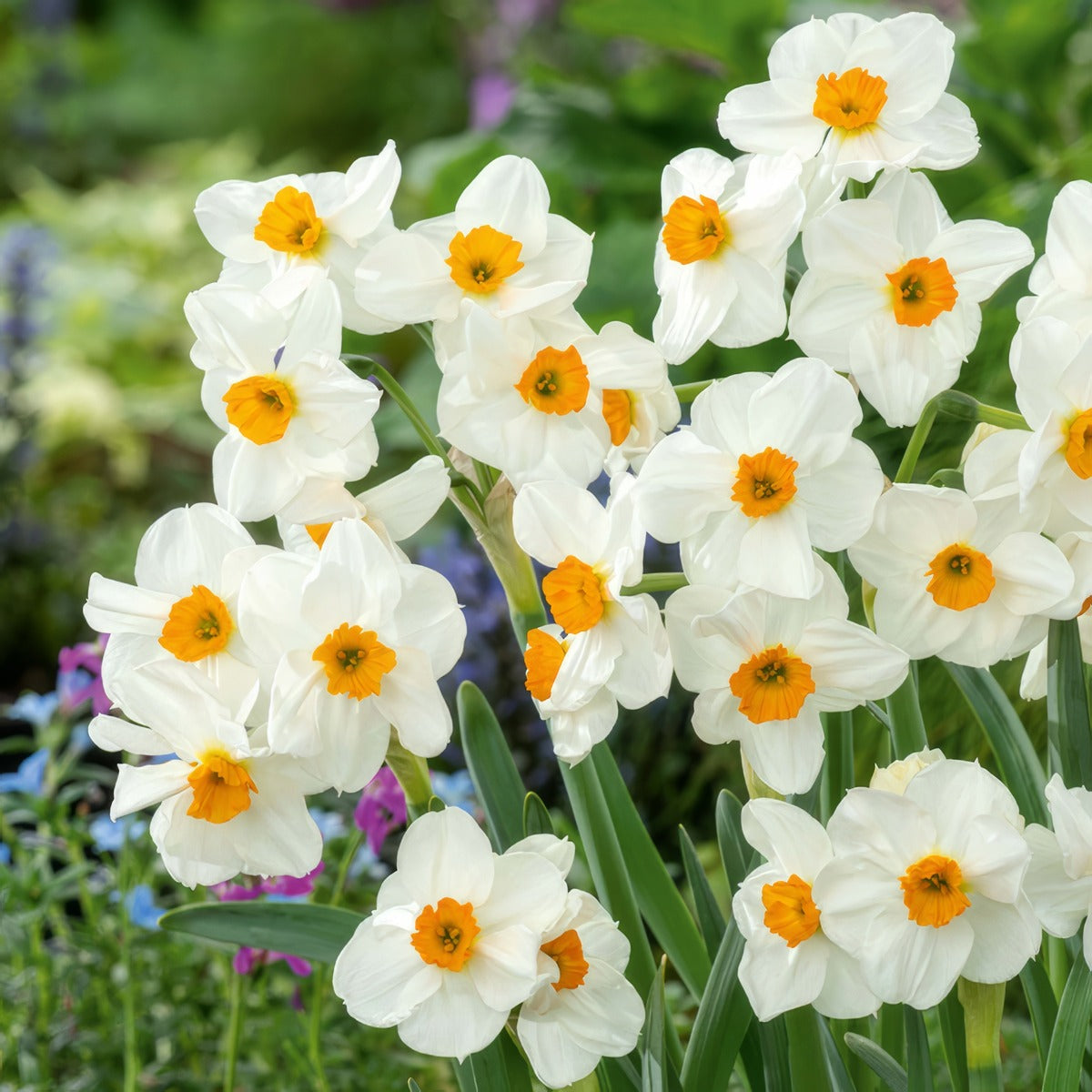 Jonquil Geranium 3 Pkjonger 2026 - Garden Express Australia