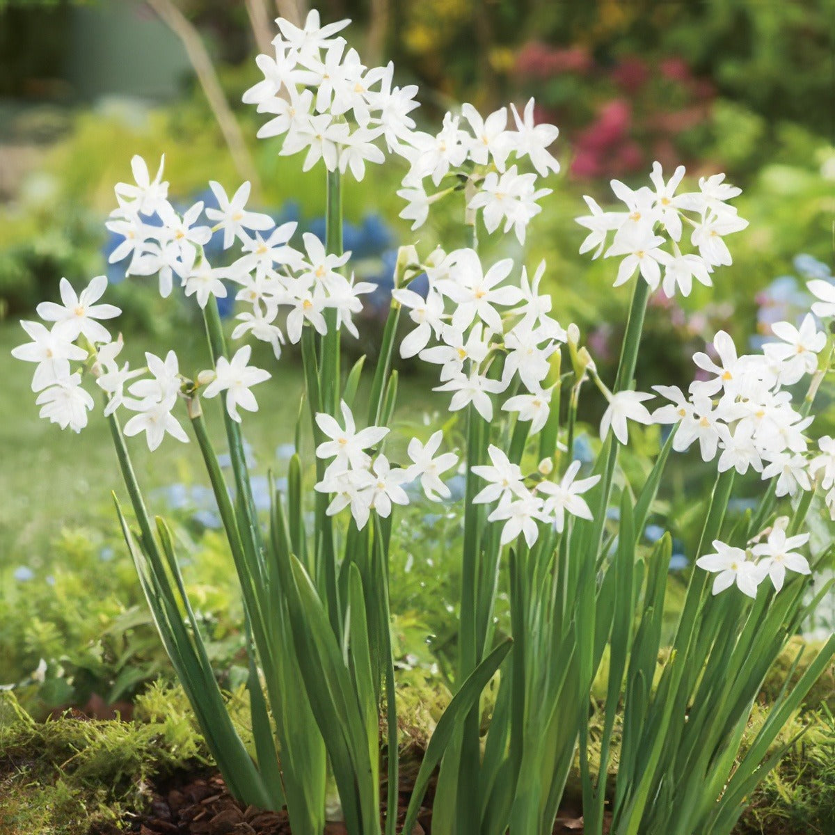 Jonquil Paperwhite Pkjonpap 2020 - Garden Express Australia