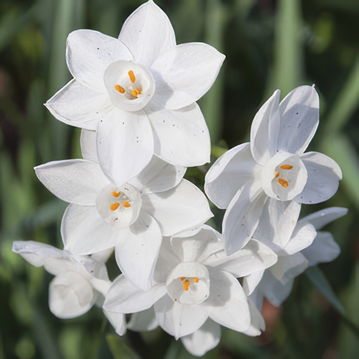 Jonquil Pollys Pearl - Garden Express Australia