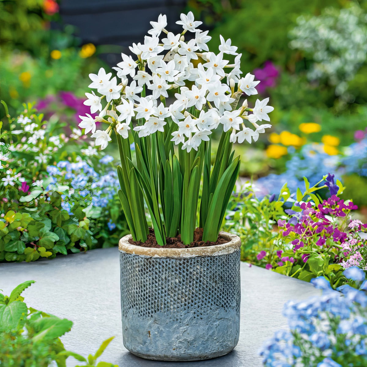 Jonquil Silverchimes 4 Pkjonsch 2026 - Garden Express Australia