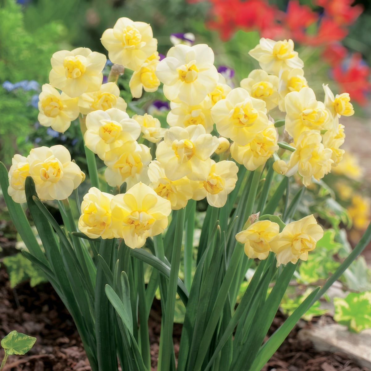 Jonquil Yellow Cheerfullness Pkjonych - Garden Express Australia