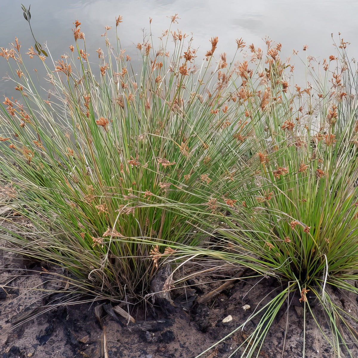Juncus Gregiflorus Green Rush P68jungru - Garden Express Australia