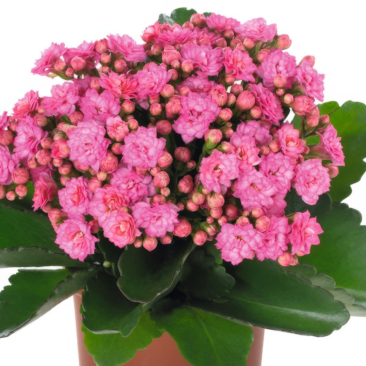 Kalanchoe Calandiva Birkin - Garden Express Australia
