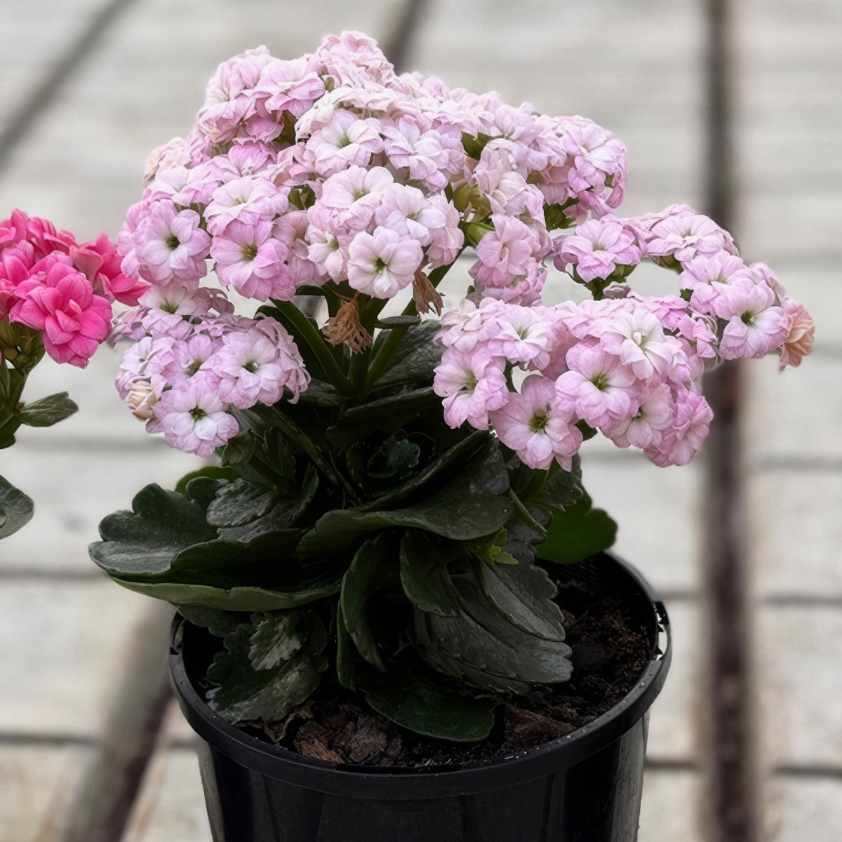 Kalanchoe Appleblossom Pink P12kalabp - Garden Express Australia