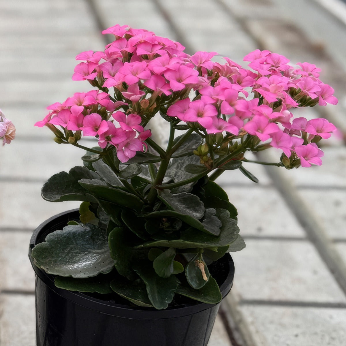 Kalanchoe Candy Pink P12kalcpi - Garden Express Australia