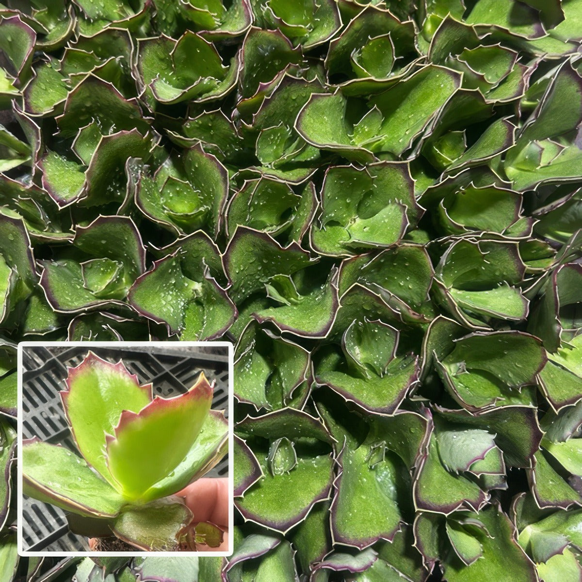 Kalanchoe Gremlin P68kalgre - Garden Express Australia