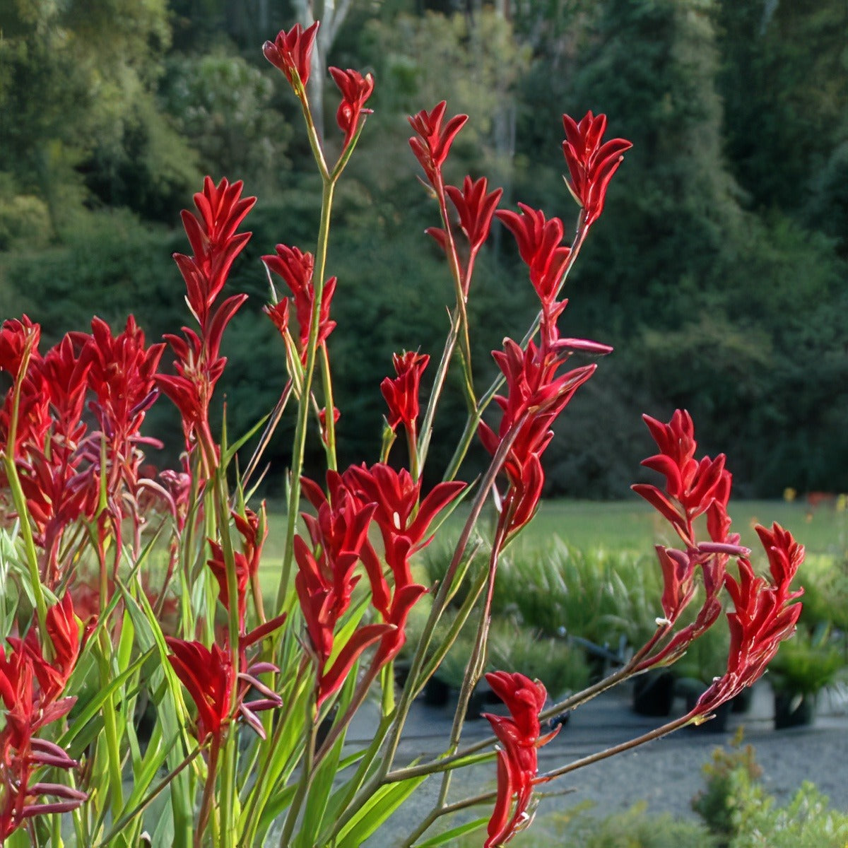 Kangaroo Paw Bush Ballad Lpokpabba 2020 - Garden Express Australia