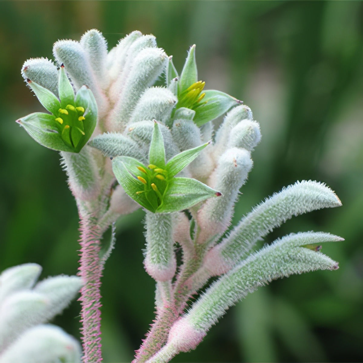 Kangaroo Paw Bush Diamond Lpokpabdi 2020 - Garden Express Australia