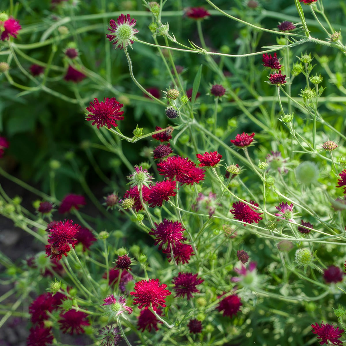 Knautia Egyptian Rose P68knaero - Garden Express Australia