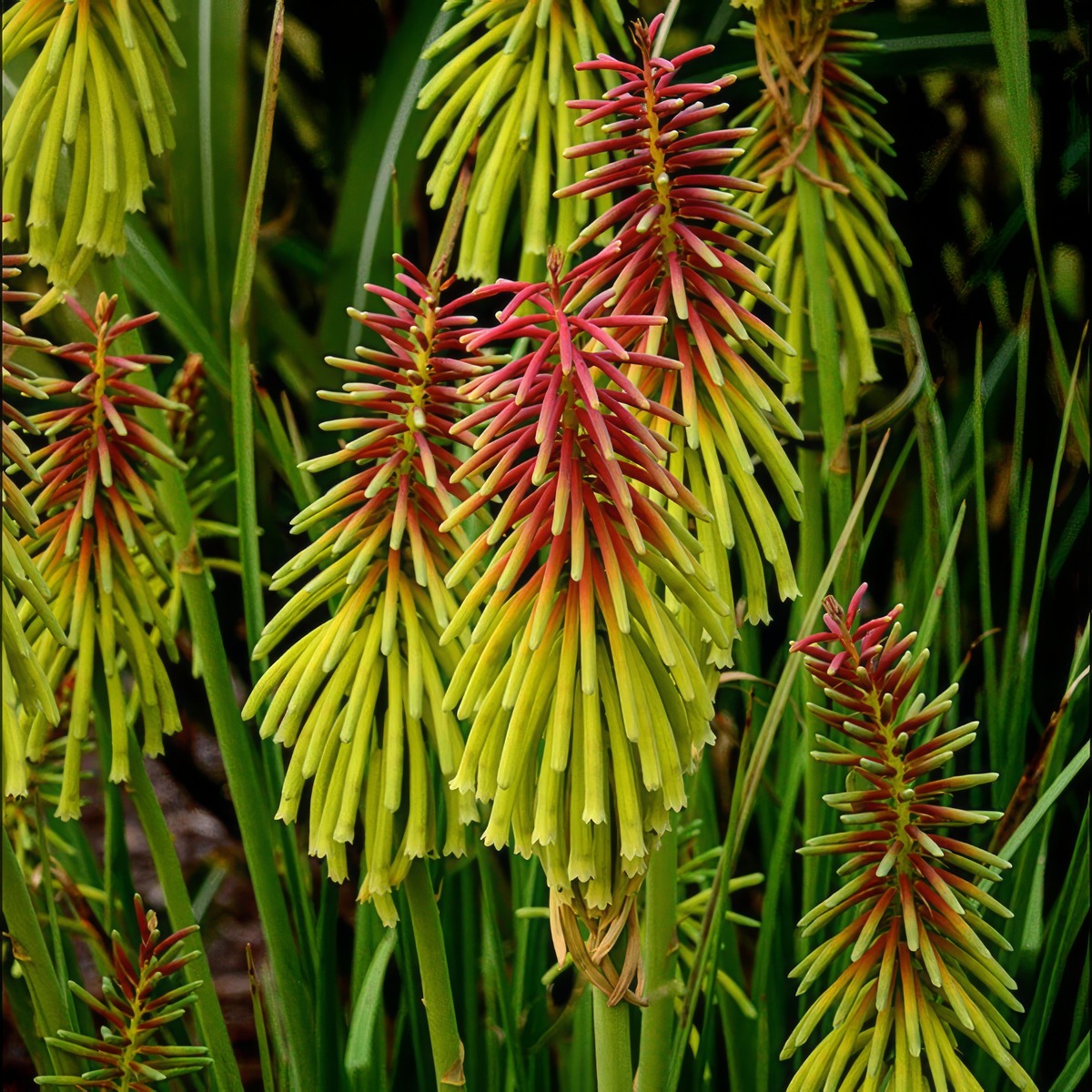 Kniphofia Rasta P68kniras - Garden Express Australia
