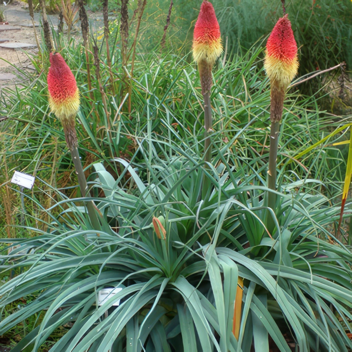 Kniphofia Caulescens Tubifex Public Domain From Wikimedia Commons Pplknicau - Garden Express Australia