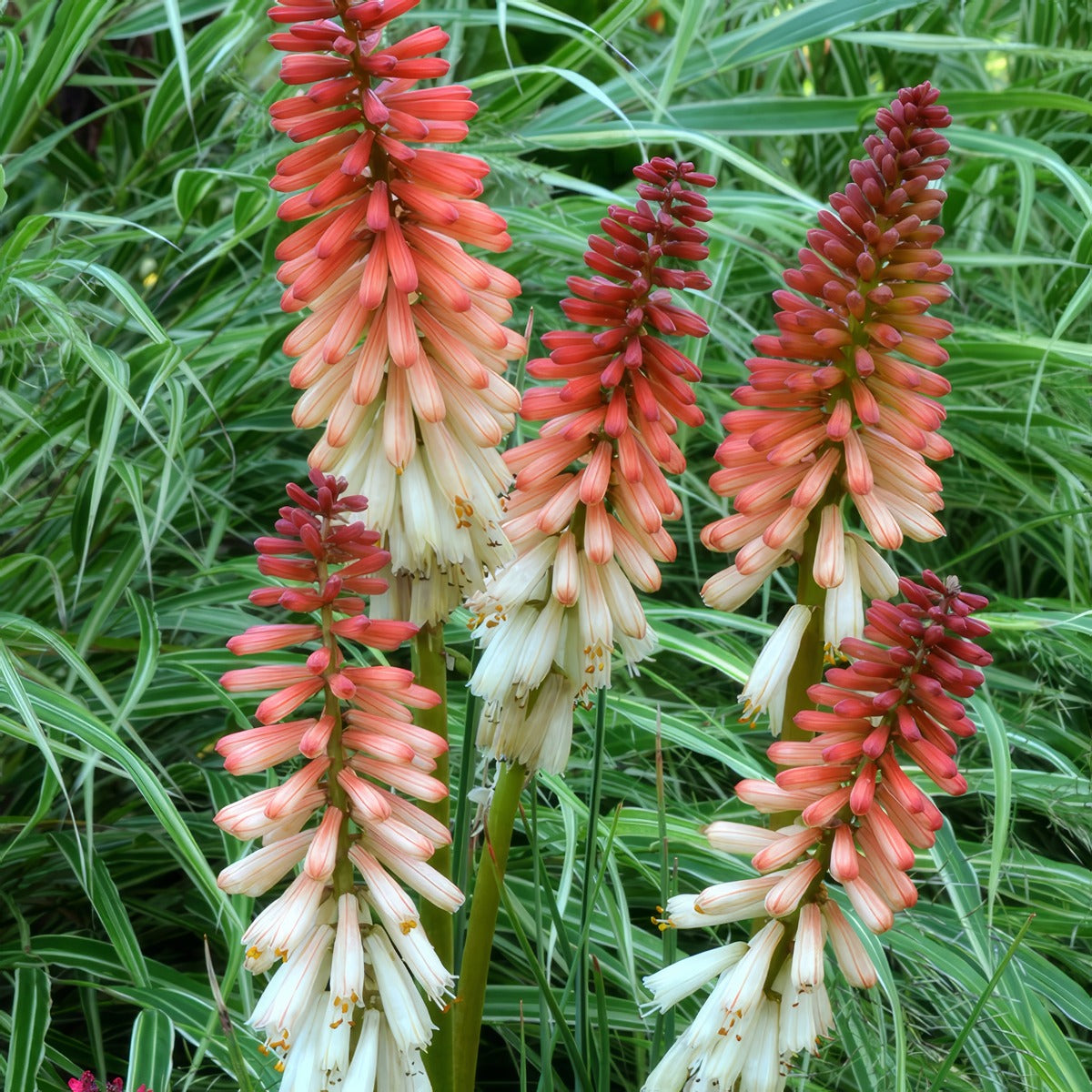 Kniphofia Orange Vanilla Popsicle 1 - Garden Express Australia