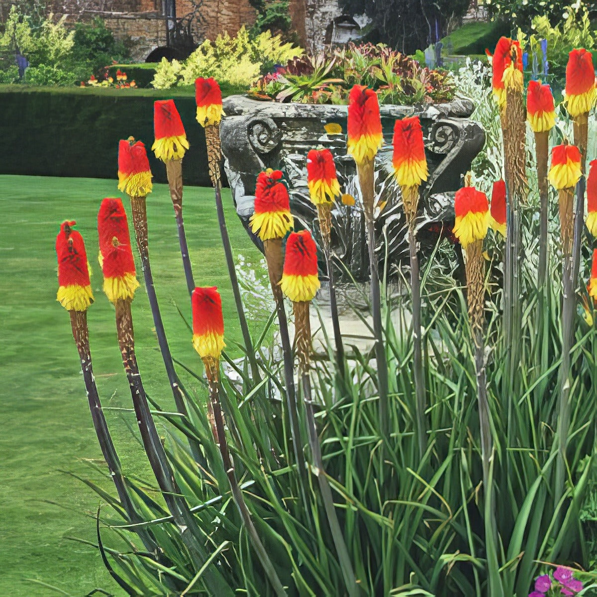 Kniphofia Traffic Lights Lpoknitli 17 - Garden Express Australia