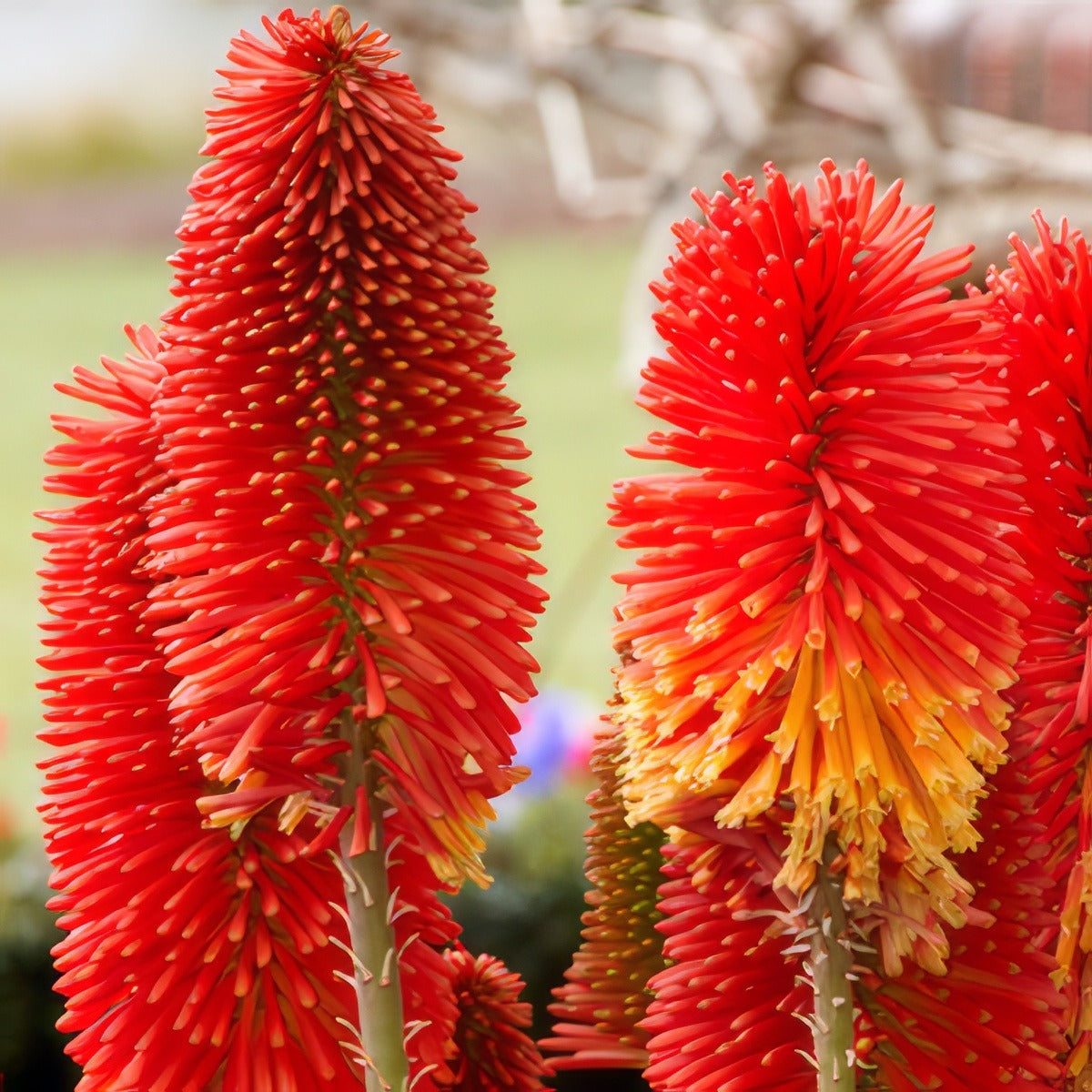 Kniphofia Winter Cheer 2017 Lpokniwch - Garden Express Australia