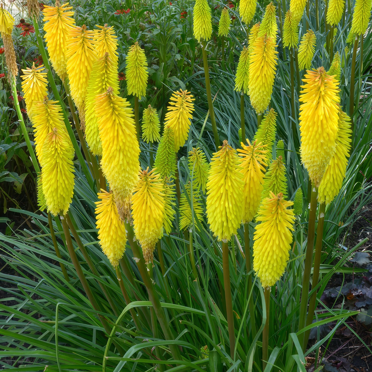 Kniphofia Dorset Sentry P75knidse - Garden Express Australia