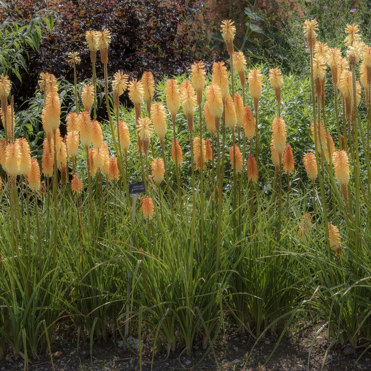 Kniphofia Tawny King P75knitki - Garden Express Australia
