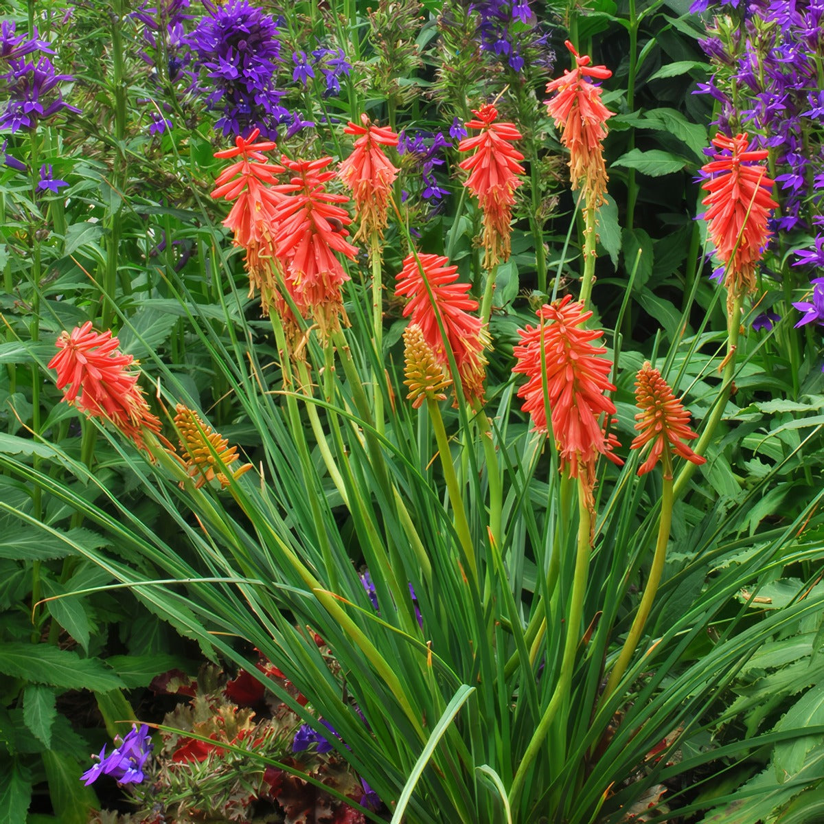 Kniphofia Redhot Popsicle 1 - Garden Express Australia