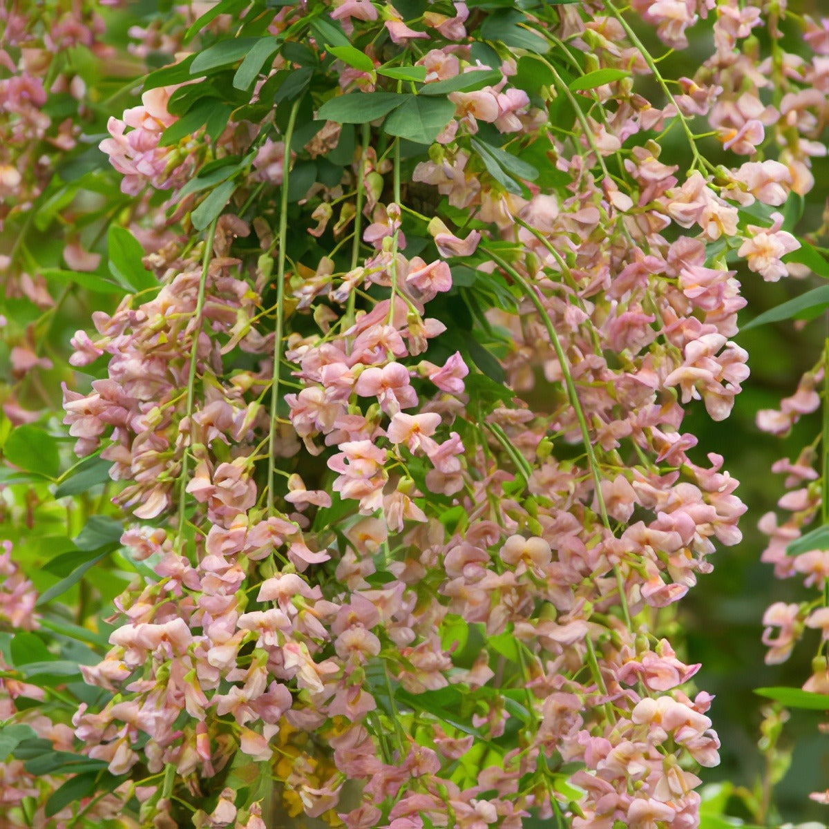 Laburnum Adams 15 Cfg - Garden Express Australia