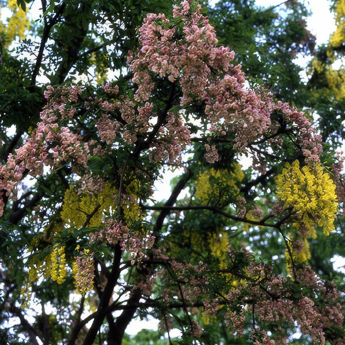 Laburnocytisus By Simon Garbutt Via Wikimedia Commons Trelabada - Garden Express Australia