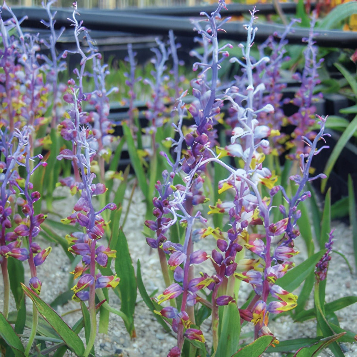 Lachenalia Mutabilis 17 - Garden Express Australia