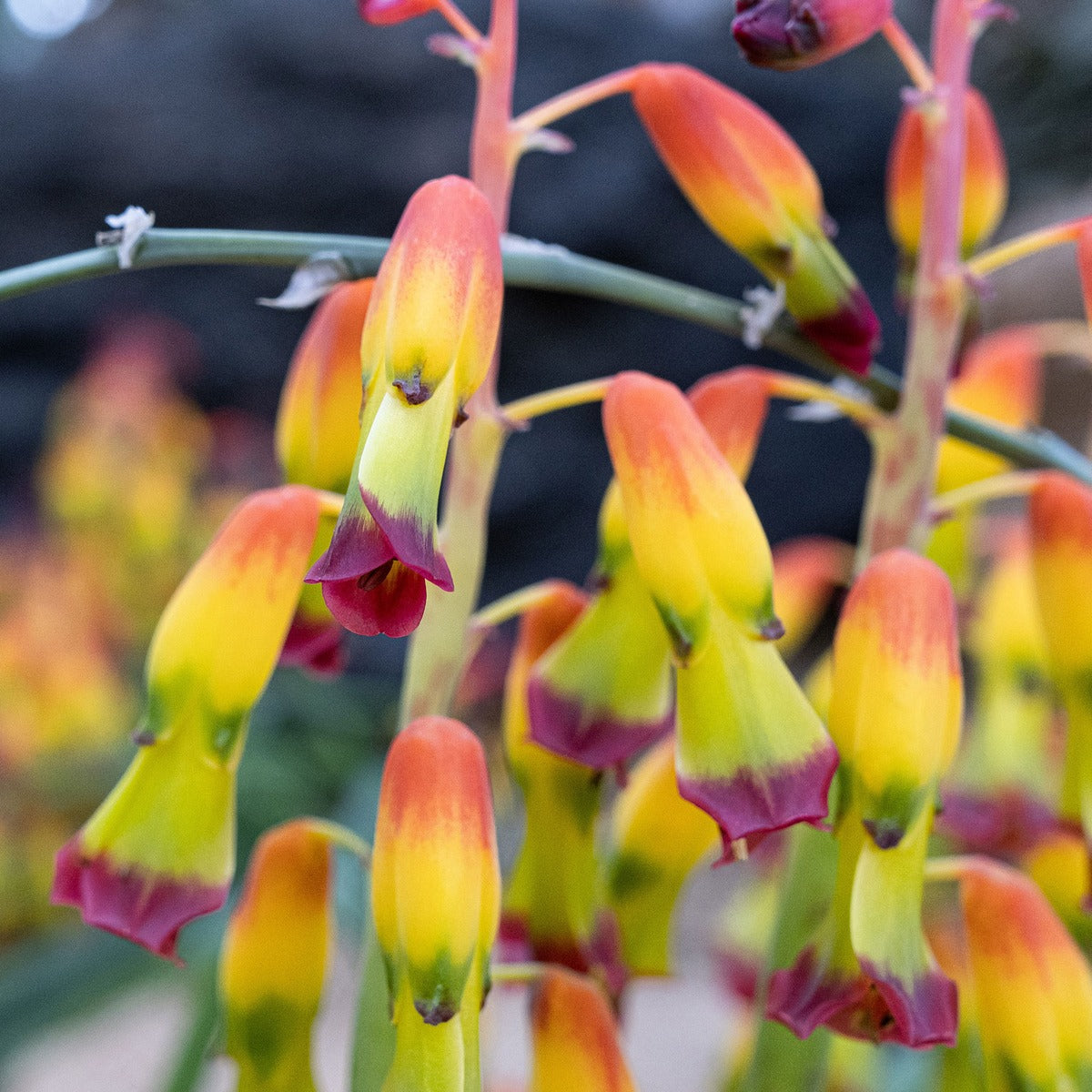 Lachenalia Quadricolour Pklacqua 4 - Garden Express Australia