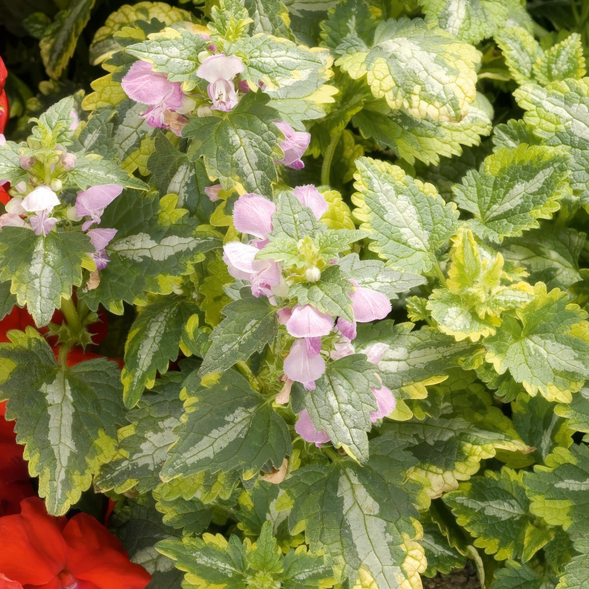 Lamium Anne Greenway P68lamagw - Garden Express Australia