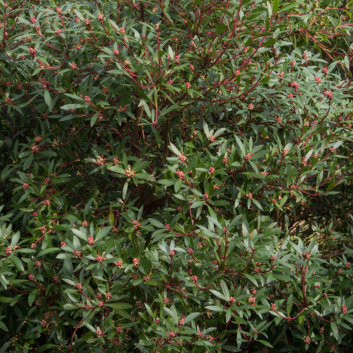 Tasmannia Lanceolata Tasmanian Pepper Bush P14taslan - Garden Express Australia