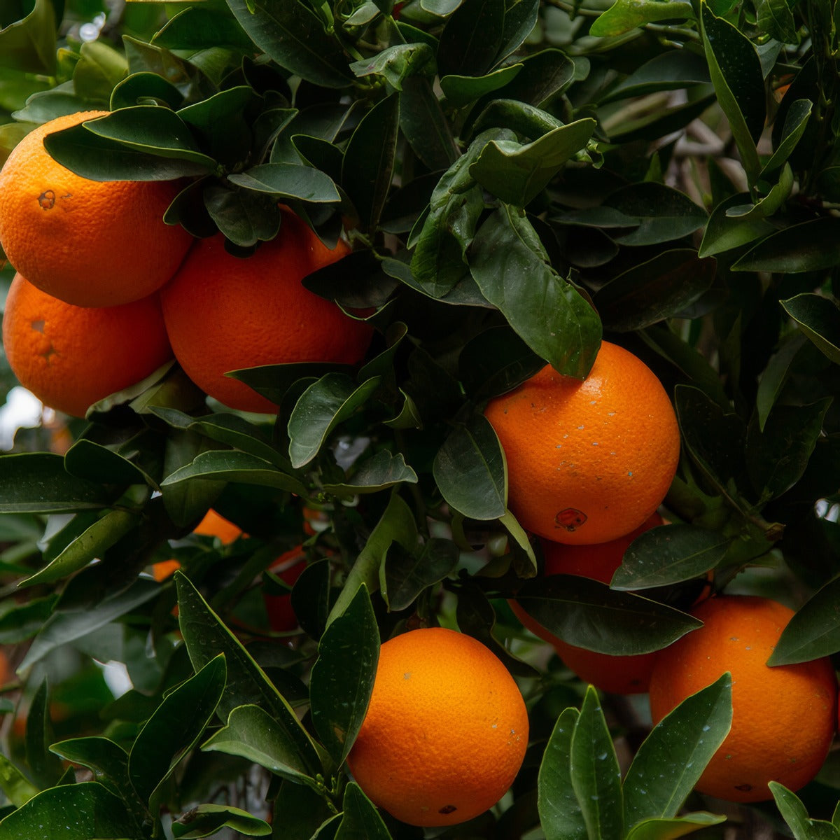 Lanes Late Orange P20lnltora - Garden Express Australia