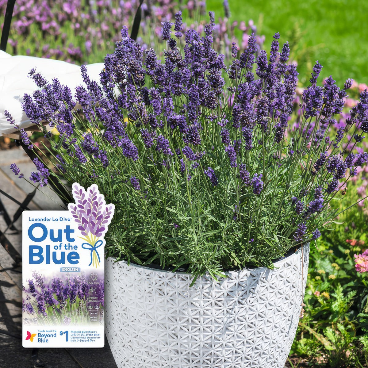 Lavender Aromatico Blue P10lavabl Withlabel - Garden Express Australia