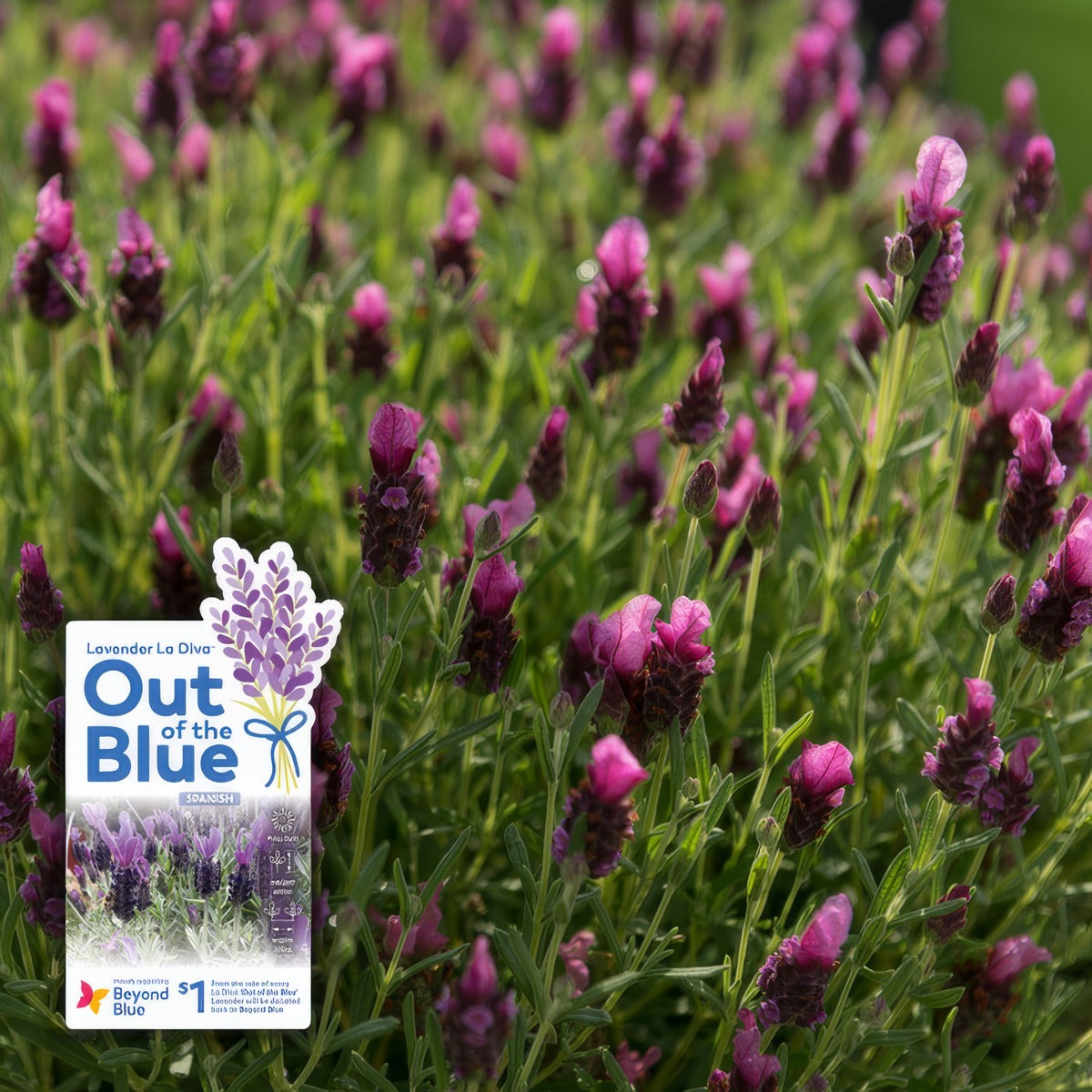 Lavender La Diva Deep Rose P10lavdro Withlabel - Garden Express Australia