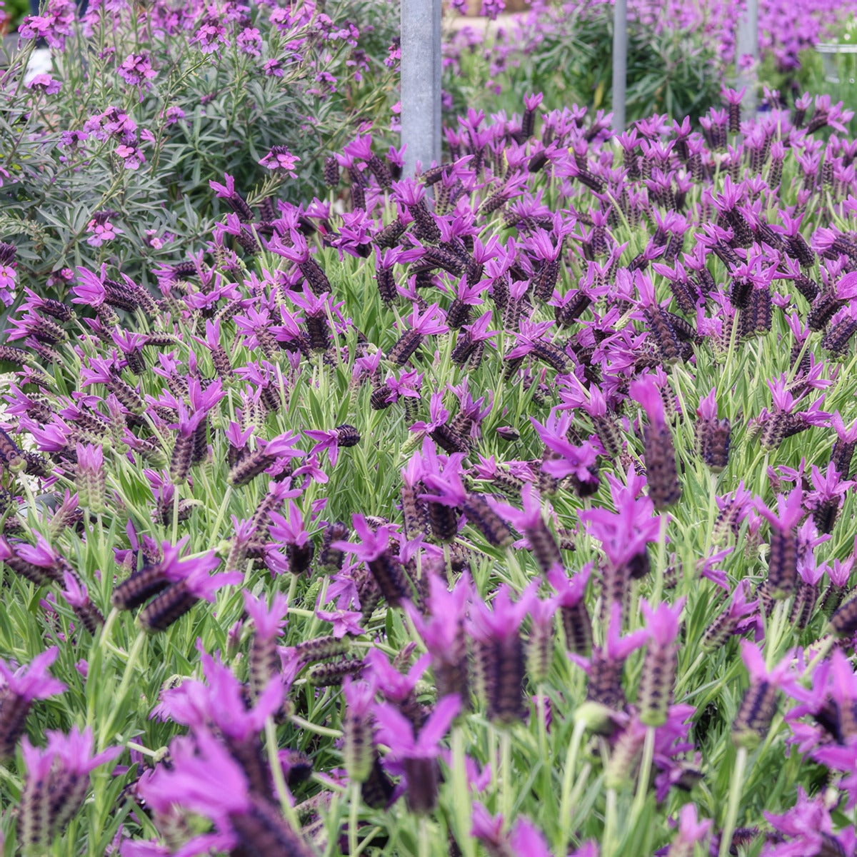 Lavender La Diva Purple - Garden Express Australia