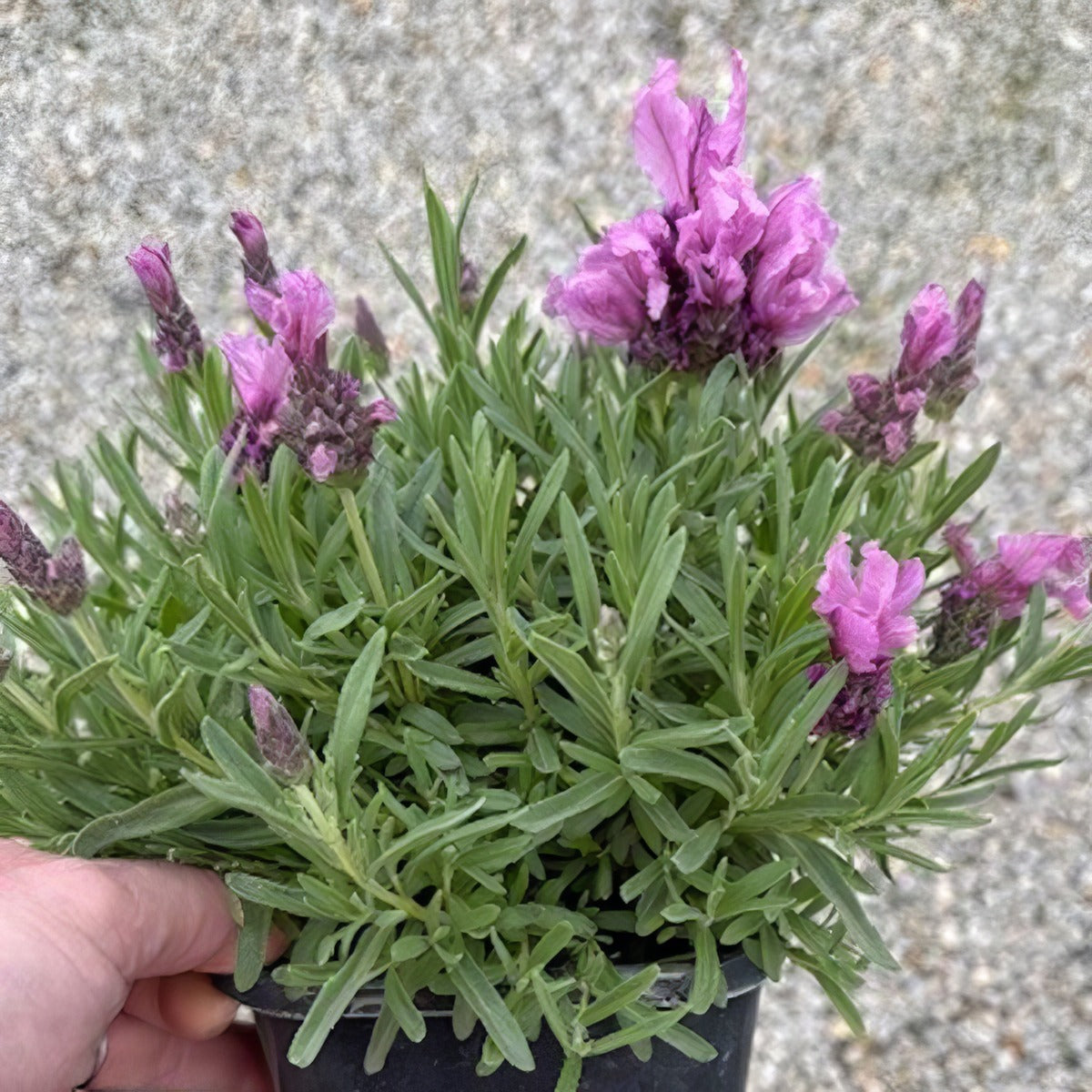 Lavender Lavish Double Rose - Garden Express Australia