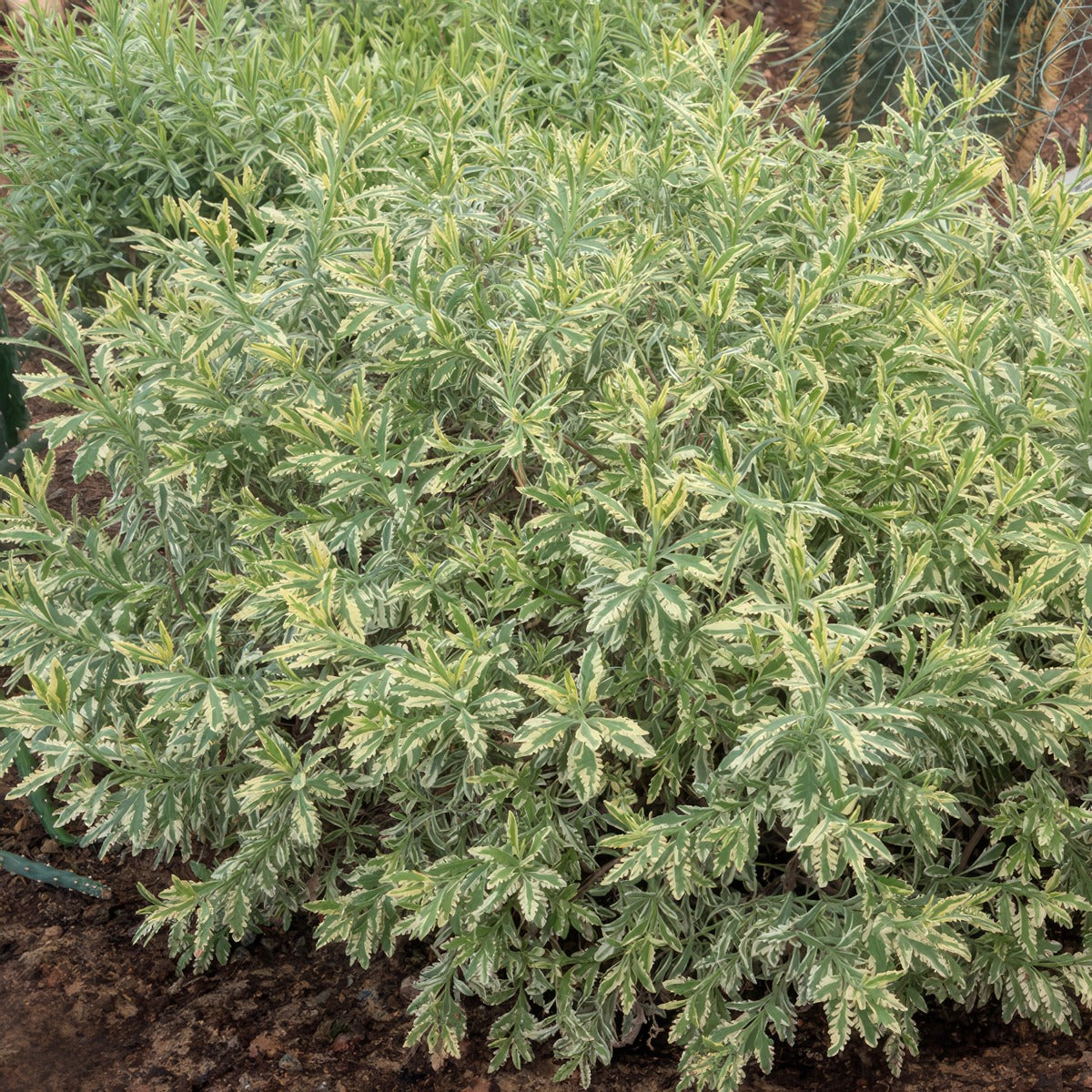 Lavender Meerlo P68lavmee - Garden Express Australia