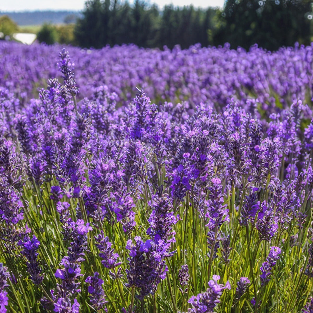 Lavender Bridestowe Elizabeth Lpolavbel - Garden Express Australia