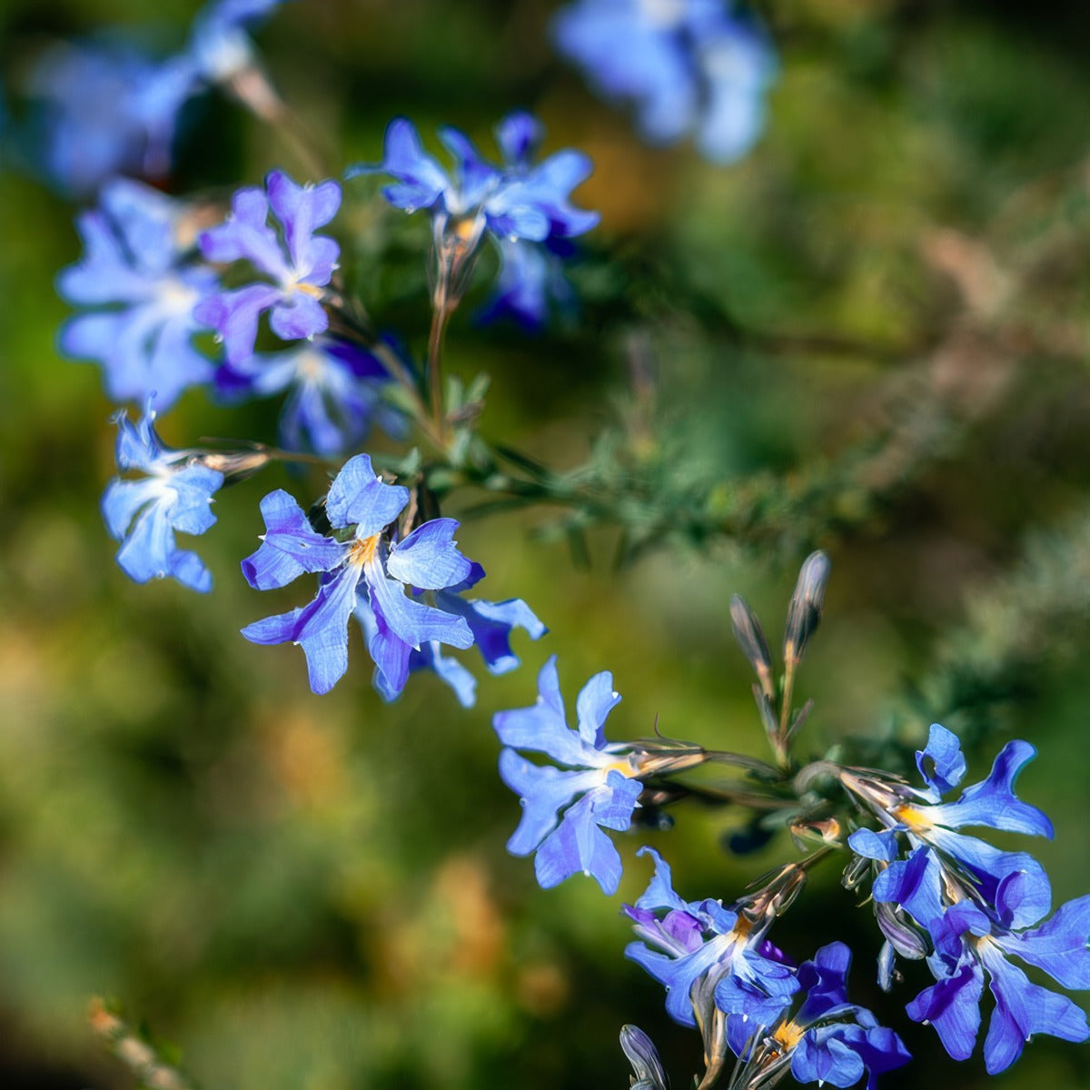 Lechenaultia New Moon P14lecnmo - Garden Express Australia