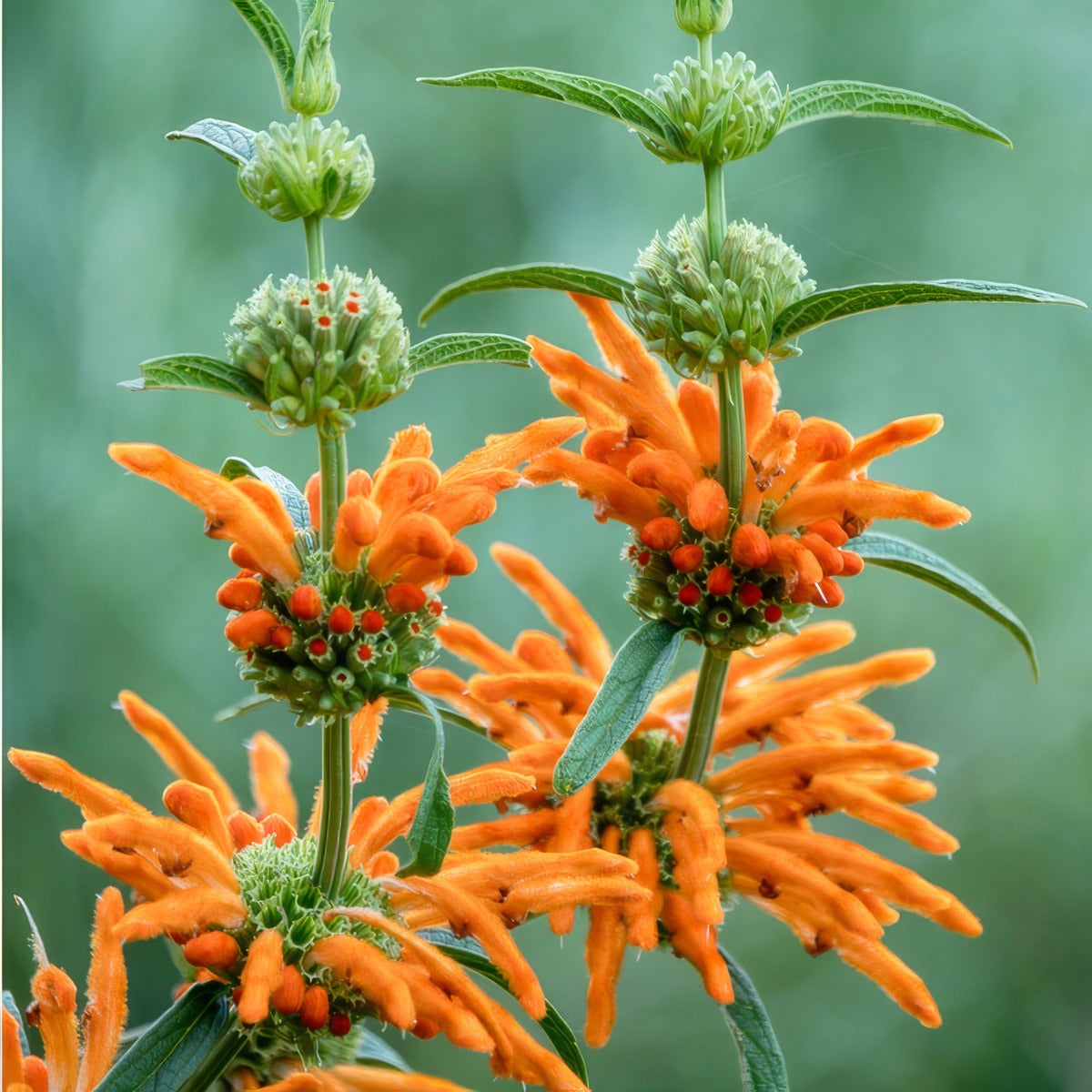 Lions Tail Lpoliotai - Garden Express Australia