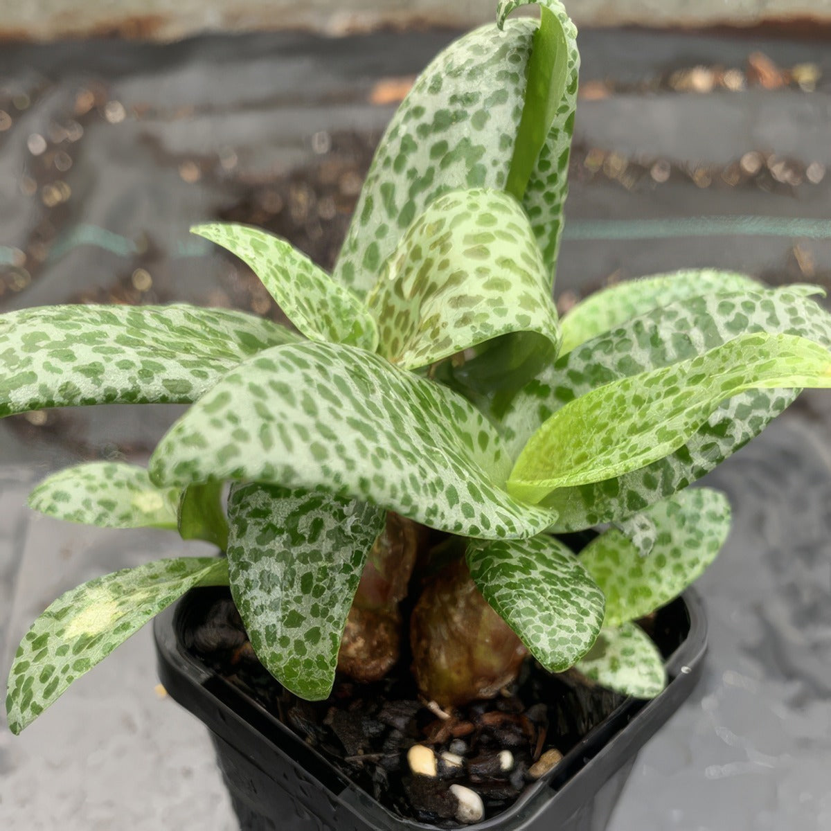 Leopard Squill P68leosqu - Garden Express Australia