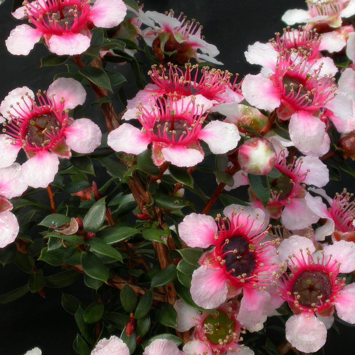 Leptospermum Mesmer Eyes Lpolepmey - Garden Express Australia