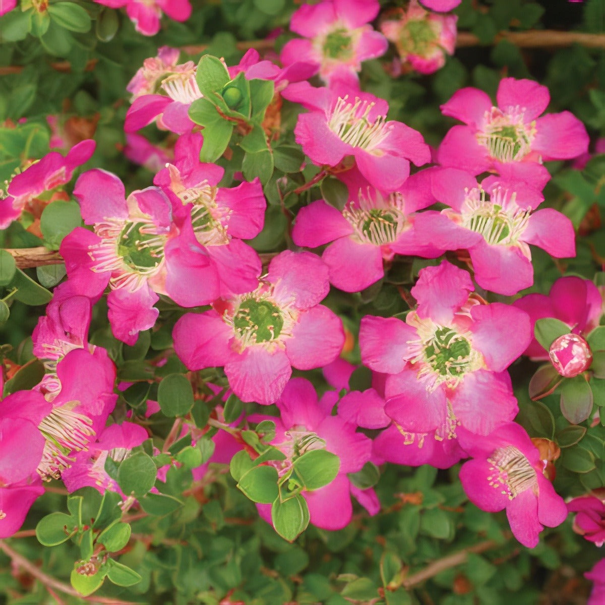 Leptospermum Purple Haze Lpoleppha - Garden Express Australia