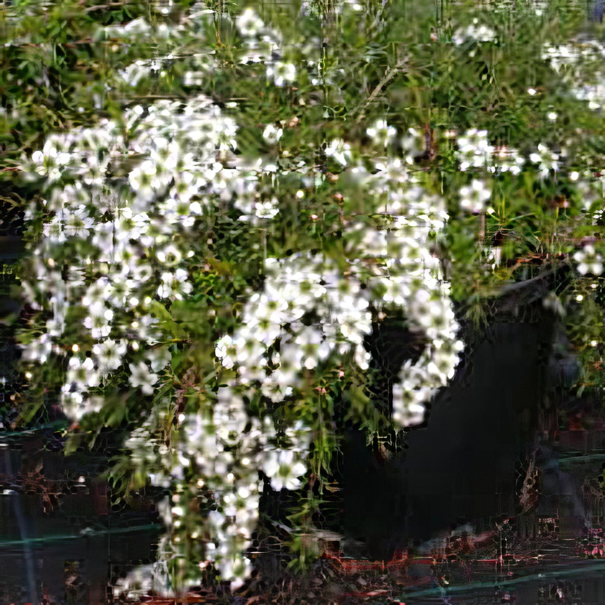 Leptospermum White Wave - Garden Express Australia