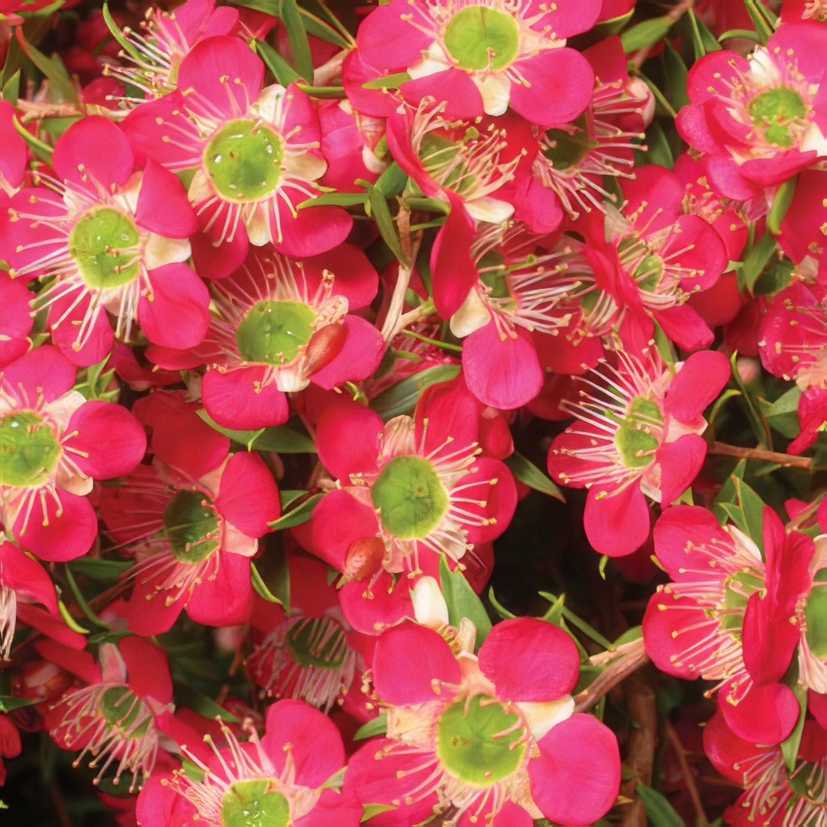 Leptospermum Outrageous Lpolepout - Garden Express Australia