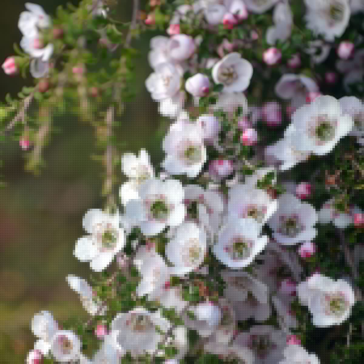 Leptospermum Pink Cascade Pplleppca - Garden Express Australia