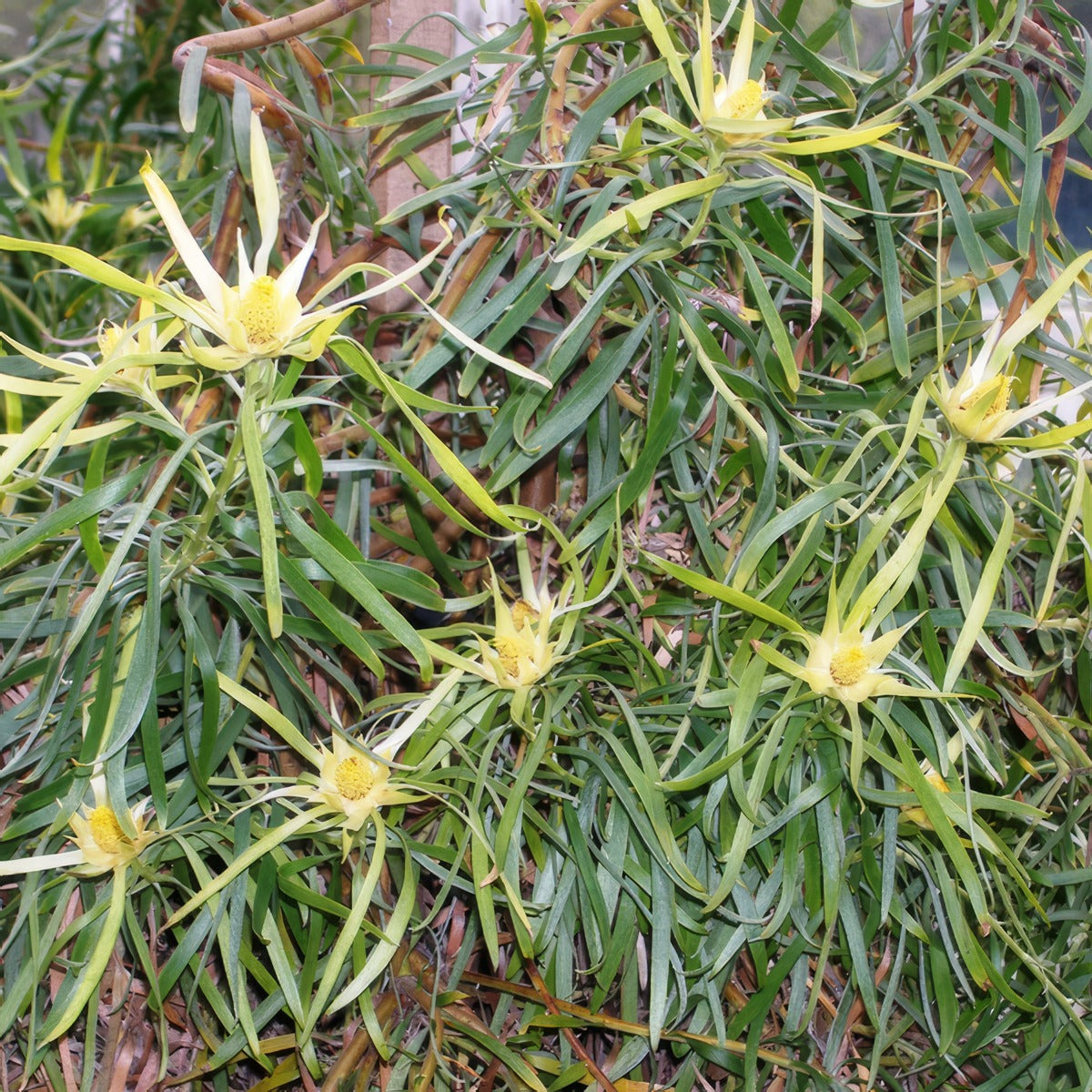 Leucadendron Eucalyptifolium Dryas Via Wikimedia Commons P10lcdeuc - Garden Express Australia